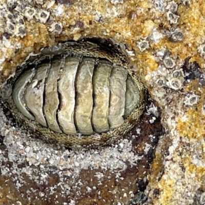 Unidentified Chiton at Currarong, NSW - 18 Jan 2023 by Hejor1