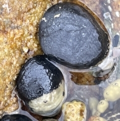 Nerita melanotragus (Black Nerite) at Currarong, NSW - 18 Jan 2023 by Hejor1