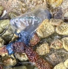 Unidentified Other cnidarian at Currarong, NSW - 18 Jan 2023 by Hejor1