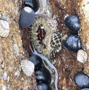 Oulactis muscosa at Currarong, NSW - 18 Jan 2023 03:01 PM