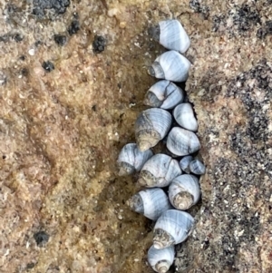 Austrolittorina unifasciata at Currarong, NSW - 18 Jan 2023 03:12 PM