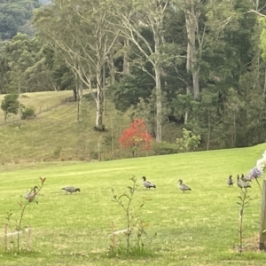 Chenonetta jubata at Berry, NSW - 18 Jan 2023 04:49 PM