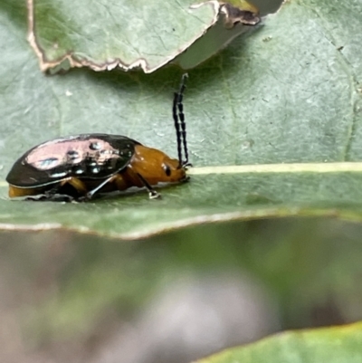 Lamprolina (genus) (Pittosporum leaf beetle) at Berry, NSW - 18 Jan 2023 by Hejor1