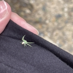 Lehtinelagia prasina at Jaspers Brush, NSW - 18 Jan 2023 05:08 PM