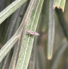 Hemiptera (order) (Unidentified True Bug) at Jaspers Brush, NSW - 18 Jan 2023 by Hejor1