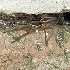 Unidentified Wolf spider (Lycosidae) at Vincentia, NSW - 19 Jan 2023 by Hejor1