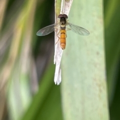 Sphaerophoria macrogaster (Hover Fly) at Berry, NSW - 18 Jan 2023 by Hejor1