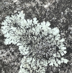 Unidentified Lichen at Nowra, NSW - 20 Jan 2023 by Hejor1