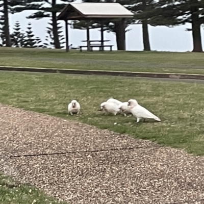 Cacatua tenuirostris (Long-billed Corella) at Kiama, NSW - 18 Jan 2023 by Hejor1