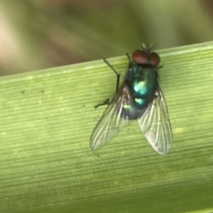 Calliphoridae (family) at Hyams Beach, NSW - 20 Jan 2023 04:53 PM