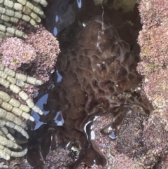 Alga / Cyanobacterium at Hyams Beach, NSW - 20 Jan 2023 by Hejor1