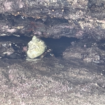 Unidentified Sea Snail or Limpet (Gastropoda) at Hyams Beach, NSW - 20 Jan 2023 by Hejor1