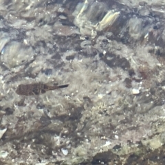 Unidentified Marine Fish Uncategorised at Hyams Beach, NSW - 20 Jan 2023 by Hejor1