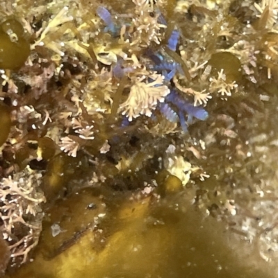 Unidentified Marine Alga & Seaweed at Hyams Beach, NSW - 20 Jan 2023 by Hejor1