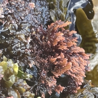 Corallinaceae at Hyams Beach, NSW - 20 Jan 2023 by Hejor1
