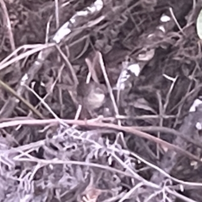 Sericornis frontalis (White-browed Scrubwren) at Batemans Bay, NSW - 20 Jan 2023 by Hejor1