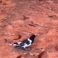 Cracticus nigrogularis (Pied Butcherbird) at Burrundie, NT - 13 Jun 2022 by Hejor1