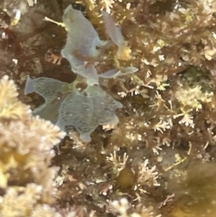 Martensia sp. (genus) at Hyams Beach, NSW - 20 Jan 2023 by Hejor1