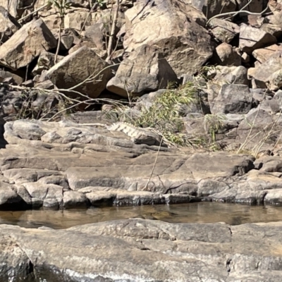 Crocodylus johnstoni (Freshwater Crocodile) at Lansdowne, NT - 11 Jun 2022 by Hejor1