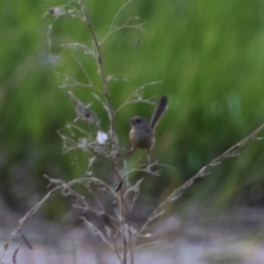 Malurus melanocephalus (Red-backed Fairywren) at Jabiru, NT - 14 Jun 2022 by Hejor1