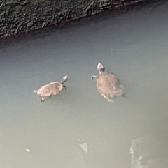 Unidentified Turtle at Broken River, QLD - 27 May 2022 by Hejor1