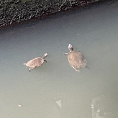 Chelodina longicollis at Broken River, QLD - 27 May 2022 by Hejor1