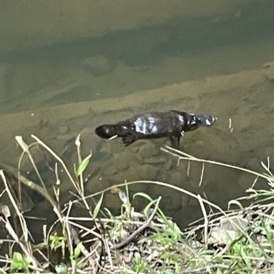 Ornithorhynchus anatinus (Platypus) at Broken River, QLD - 27 May 2022 by Hejor1