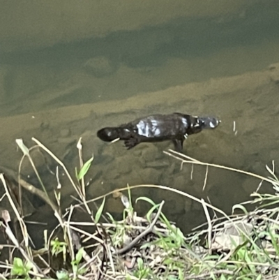 Ornithorhynchus anatinus (Platypus) at Broken River, QLD - 27 May 2022 by Hejor1