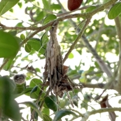 Metura elongatus at Finch Hatton, QLD - 28 May 2022 by Hejor1