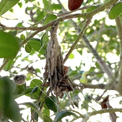 Metura elongatus at Finch Hatton, QLD - 28 May 2022 by Hejor1