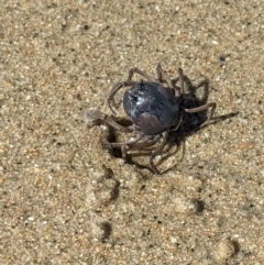 Mictyris longicarpus at East Mackay, QLD - 27 May 2022 by Hejor1