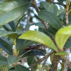 Reduviidae (family) (An assassin bug) at Finch Hatton, QLD - 28 May 2022 by Hejor1