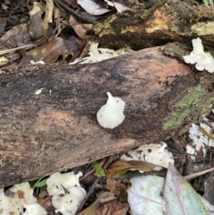 Unidentified Other non-black fungi  at Finch Hatton, QLD - 28 May 2022 by Hejor1