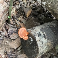 Trametes (old Pycnoporus sp.) (Scarlet Bracket) at Finch Hatton, QLD - 28 May 2022 by Hejor1