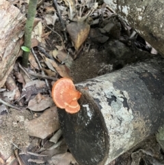 Unidentified Pored or somewhat maze-like on underside [bracket polypores] at Finch Hatton, QLD - 28 May 2022 by Hejor1