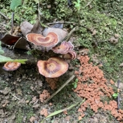 zz flat polypore - not white(ish) at Finch Hatton, QLD - 28 May 2022 by Hejor1