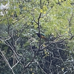 Ptilinopus magnificus (Wompoo Fruit-dove) at Broken River, QLD - 29 May 2022 by Hejor1