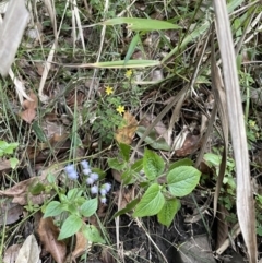 Ageratum houstonianum (Blue Billy Goat Weed) at Broken River, QLD - 29 May 2022 by Hejor1