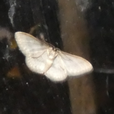 Scopula rubraria (Reddish Wave, Plantain Moth) at Boro - 13 Mar 2023 by Paul4K