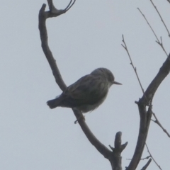 Daphoenositta chrysoptera (Varied Sittella) at Borough, NSW - 14 Mar 2023 by Paul4K