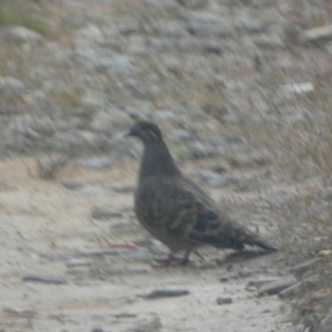 Phaps chalcoptera at Borough, NSW - suppressed