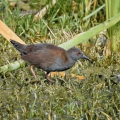 Zapornia tabuensis (Spotless Crake) at Fyshwick, ACT - 13 Mar 2023 by Kenp12