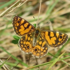 Oreixenica lathoniella (Silver Xenica) at Paddys River, ACT - 14 Mar 2023 by Christine