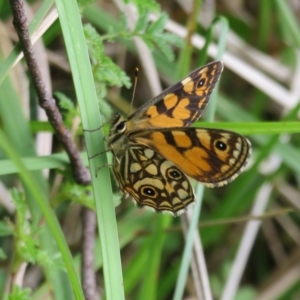 Oreixenica lathoniella at Paddys River, ACT - 14 Mar 2023