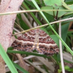 Chrysolarentia vicissata at Paddys River, ACT - 14 Mar 2023