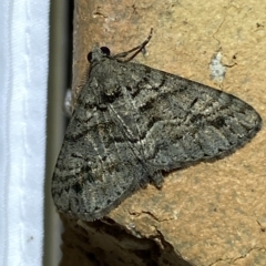 Lipogya eutheta (Grey Bark Moth) at Jerrabomberra, NSW - 14 Mar 2023 by Steve_Bok