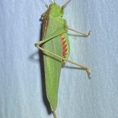 Caedicia simplex (Common Garden Katydid) at Jerrabomberra, NSW - 14 Mar 2023 by SteveBorkowskis