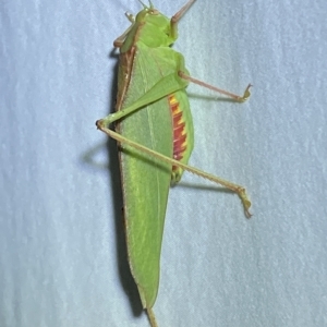 Caedicia simplex at Jerrabomberra, NSW - 14 Mar 2023