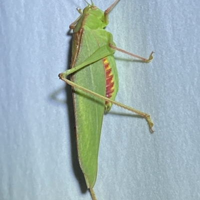 Caedicia simplex (Common Garden Katydid) at Jerrabomberra, NSW - 14 Mar 2023 by SteveBorkowskis