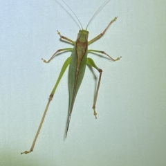 Caedicia simplex at Jerrabomberra, NSW - 14 Mar 2023